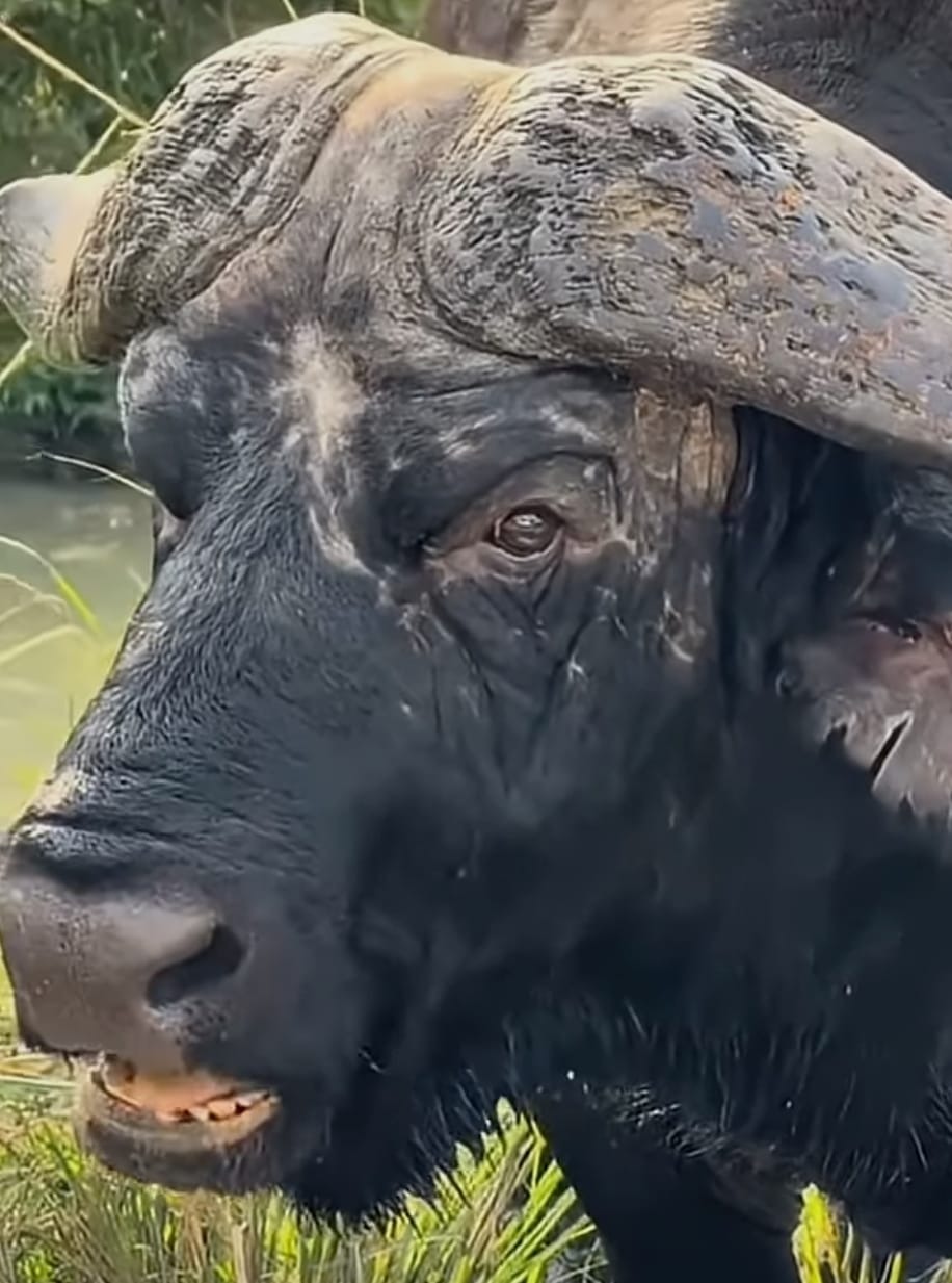 Buffalo Big Five